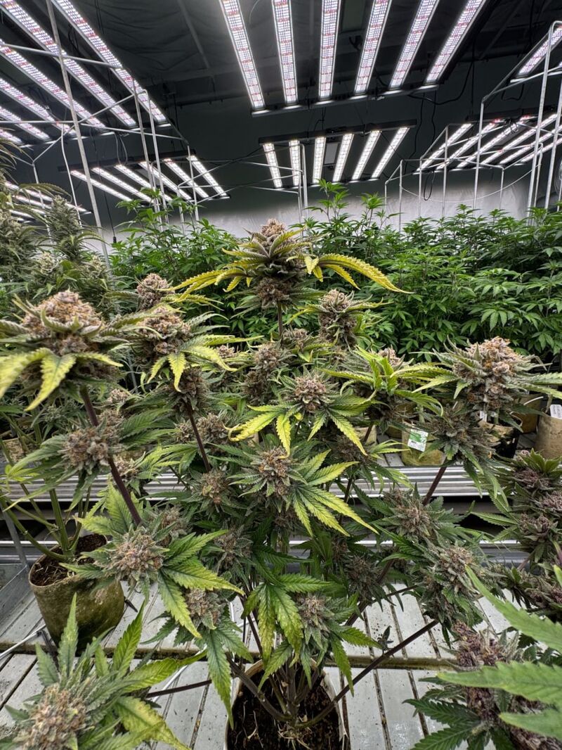 Cherry Cola Auto RF3, Фасовка: 1, изображение 4